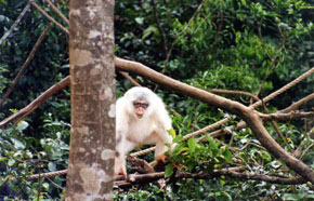 The Tacugama Chimp Sanctuary © WSPA