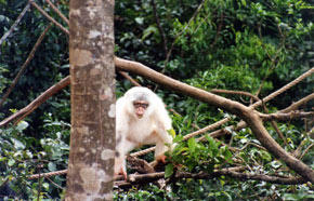 The Tacugama Chimp Sanctuary © WSPA